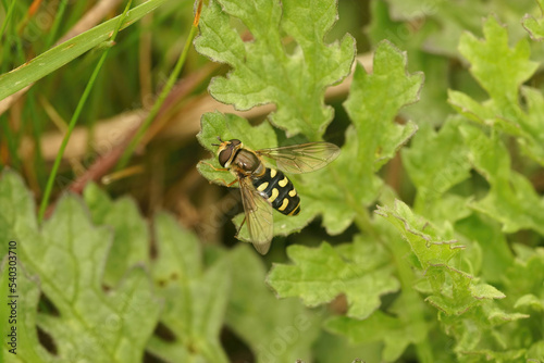 Closeup on a common spotted, field syrph hoverfly, Eupeodes luniger in the garden photo