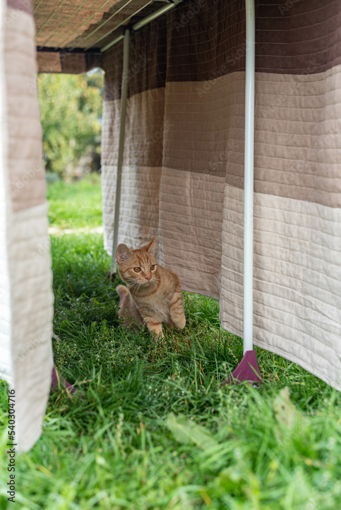 Orange cat walking under the dryer with a blanket