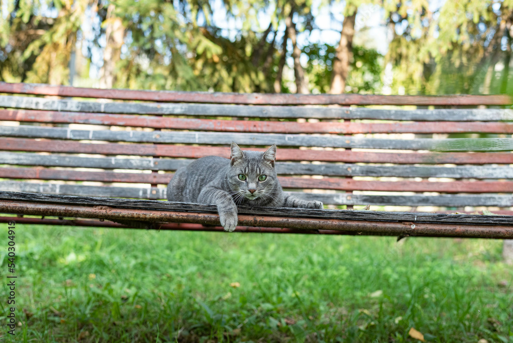 Gray cat chilling on the swingbed
