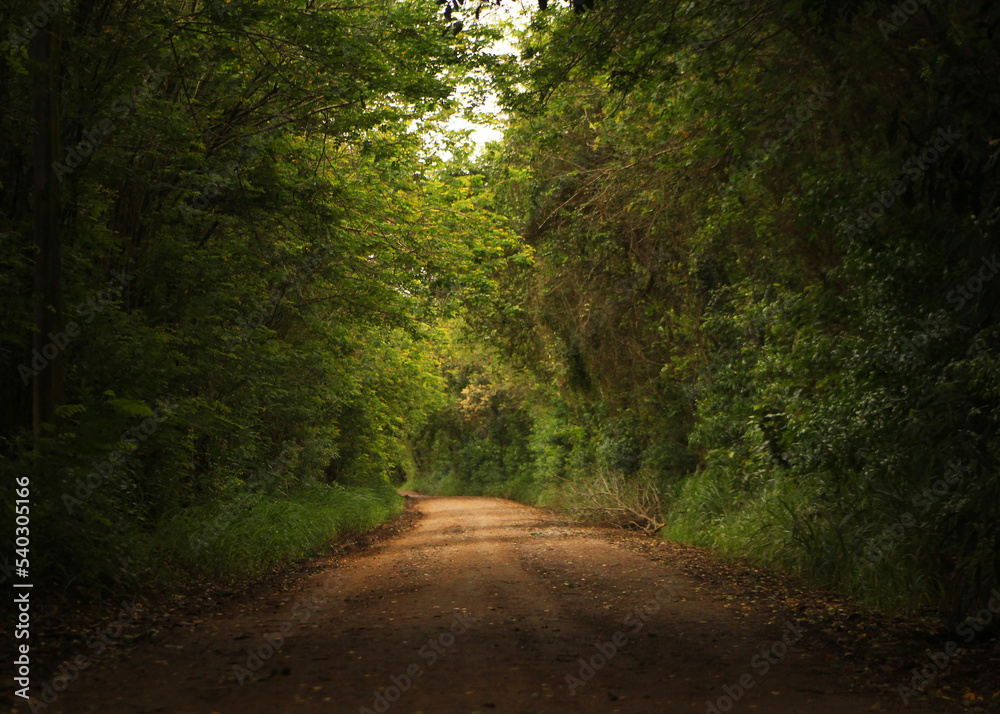 Fototapeta premium road in the woods