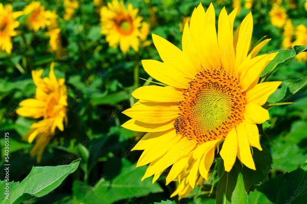 Fototapeta premium Beautiful landscape with sunflower field over blue sky. Nature concept...