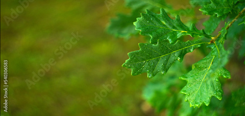 Rectangular green background with oak leaves. Natural summer background for text. Green oak leaves.