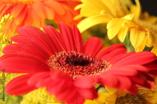 red gerber daisy