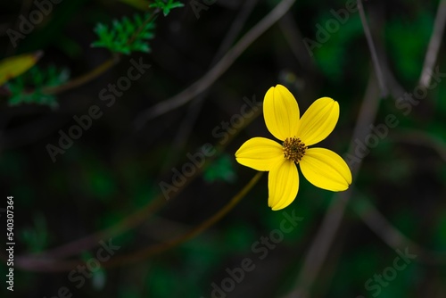 Closeup of Bidens triplinervia, a species of flowering plant in the sunflower family. photo