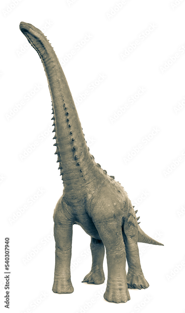 Fototapeta premium alamosaurus in white background