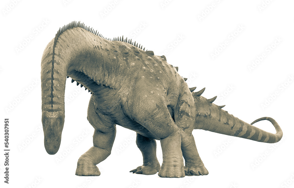 Fototapeta premium alamosaurus is looking down in white background