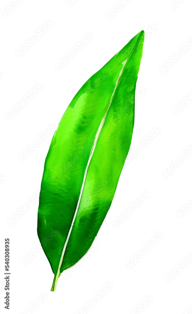 Fototapeta premium watercolour green leaf 