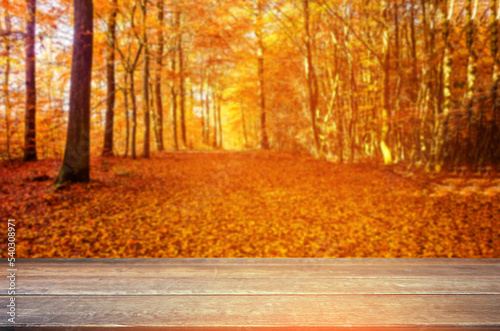 Autumn background and trees at falling season 