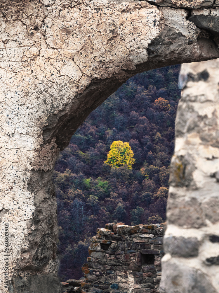 Yellow autumn tree in the opening of the old stone wall. Old stone wall with arched passage.