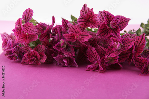 Salvia horminum flowers on purple  background. Pink Salvia horminum, Pink Sunday, Annual Sage. photo