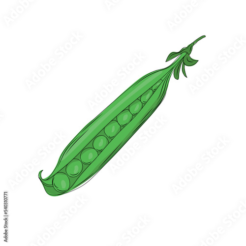 green pea pod in cartoon style, green pea isolated on white background