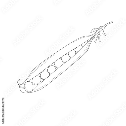 outline green pea pod in cartoon style, green pea for coloring isolated on white background © Olga Mykovych