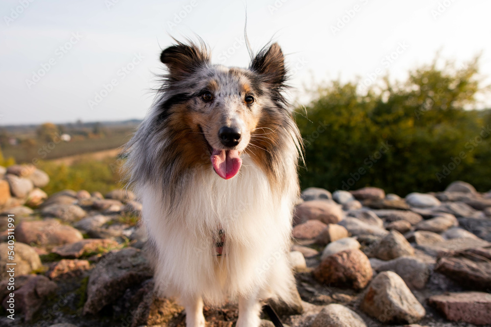 Happy sheltie sheepdog Happy sheltie sheepdog