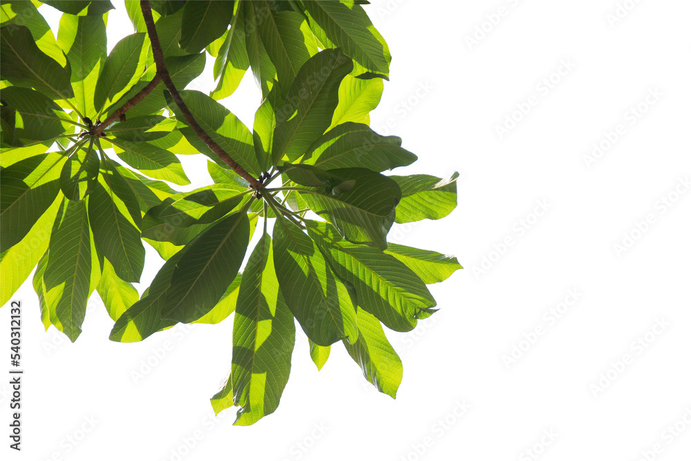 Green leaf or branch isolated on white background. Green leaf or branch isolated on white background.