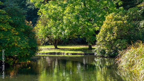 A pond surrounded by trees and shrubs