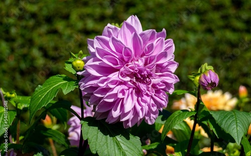 Dahlia flower in the October sun