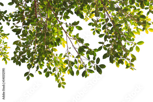 Fototapeta Naklejka Na Ścianę i Meble -  Green leaf or branch isolated on white background.