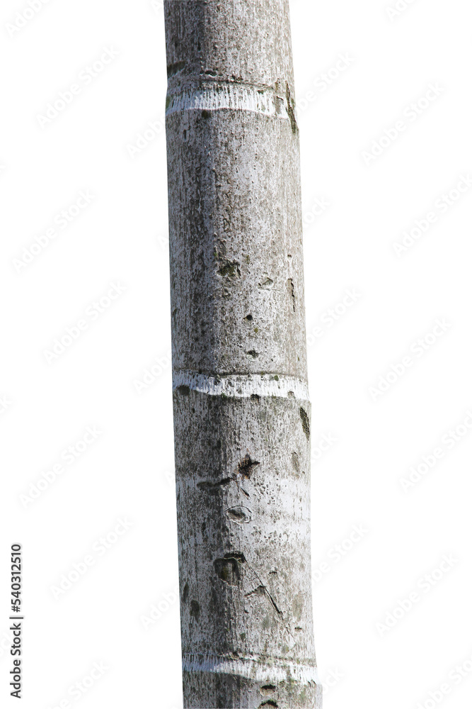 tree trunk isolated on white background.