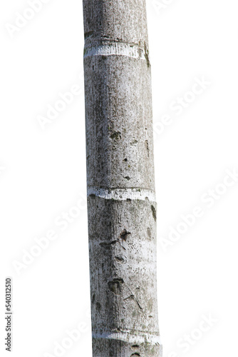 tree trunk isolated on white background.