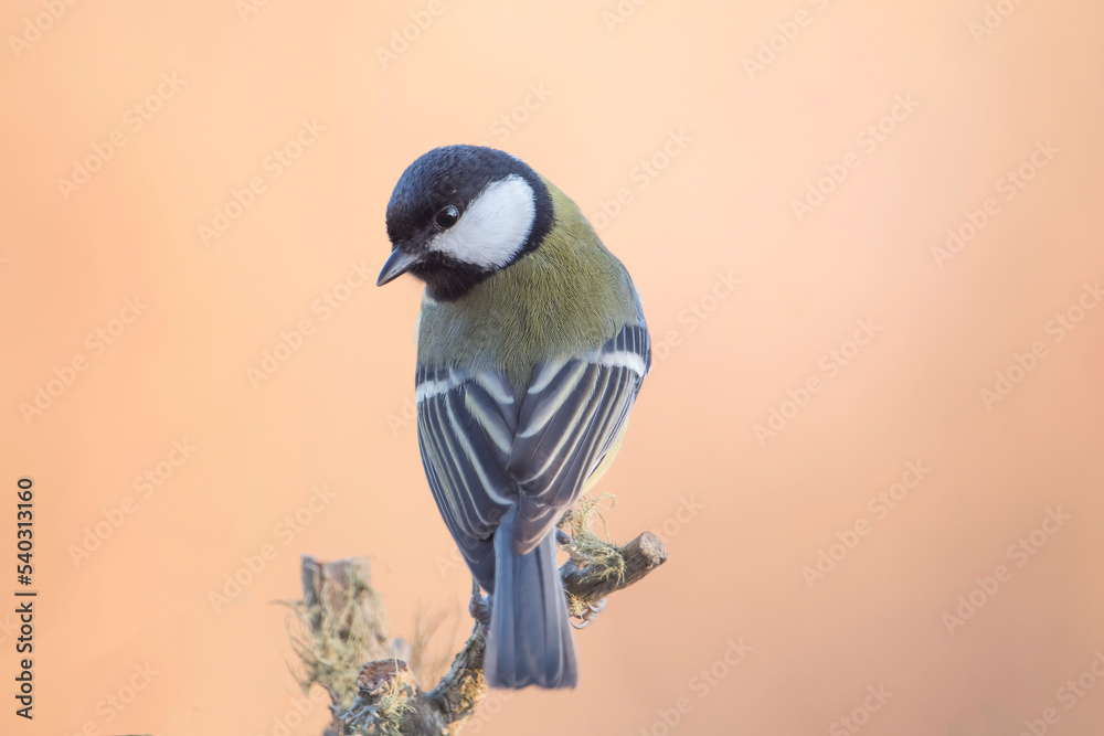 Portrait of a great tit (Parus major) sitting on a branch shot from behind with high definition plumage and with blurred background in warm sunset light, Alps, Italy