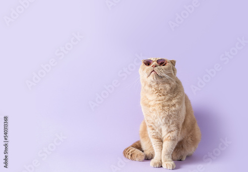 Online courses, remote distant education, optics store, pet shop banner concept. Surprised cat wearing sunglasses sitting on a violet background and looking at copy space for text. Trendy banner