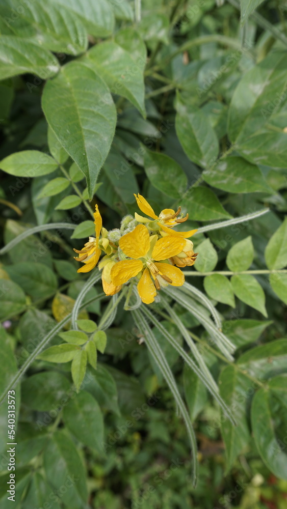 Beautiful yellow flowers of Senna hirsuta also known as Woolly or Hairy senna along with green leaves background. Beautiful yellow flowers of Senna hirsuta also known as Woolly or Hairy senna along with green leaves background.