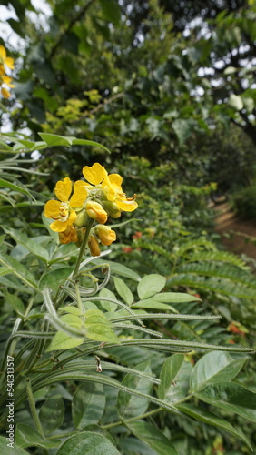 Beautiful yellow flowers of Senna hirsuta also known as Woolly or Hairy senna along with green leaves background.
