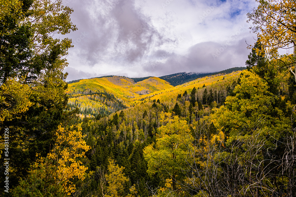 Fototapeta premium Aspen Trees in the Fall in the Santa Fe National Forest