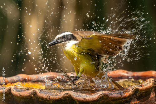 The Great Kiskadee also know the Bem-te-vi bathing in a drinking fountain. Species Pitangus sulphuratus. Animal world. Bird lover. Birdwatching. Flycatcher. Moving photo