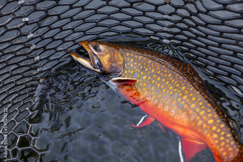 Beautiful male brook trout in spawning colors in a landing net