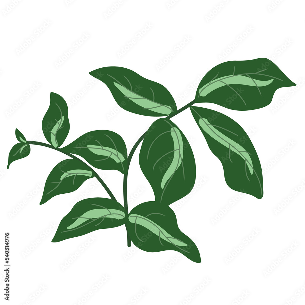 Leaf. Leaves on Branch. Floral Botanical Illustration