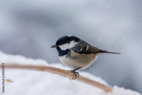 Portrait of Coal Tit (Periparus ater) cold and wet under an intense winter snowfall, Christmas theme. Alps, Italy