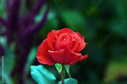 red rose on a green blurred background close-up. a symbol of love and romance