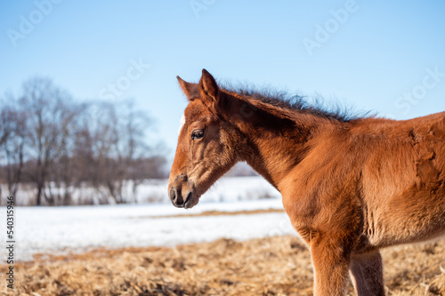 Portrait of a newborn brown foal in the paddock on a sunny winter day. portrait of a foal that stands on straw against the backdrop of nature
