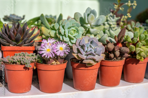 Different types of succulents in red pots on a white shelf. Ophthalmophyllum friedrichiae succulent in bloom. Collection of succulents