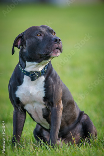 black pitbull terrier on the meadow © jurra8