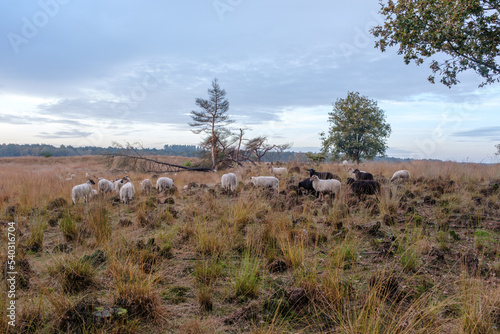 Nature reserve Holtingerveld, Drenthe province, The Netherlands Natuurgebied Holtingerveld