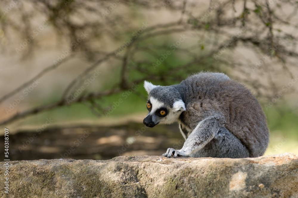 Naklejka premium ring lemur catta