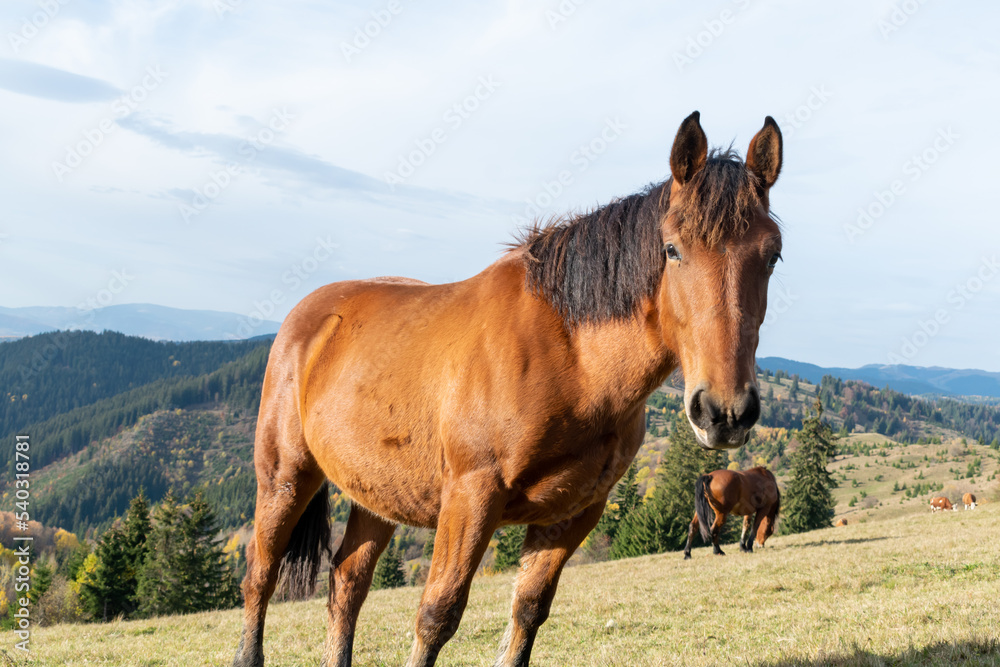 Fototapeta premium Brown horse galloping on the fields