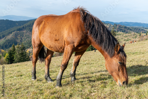 horse in the field