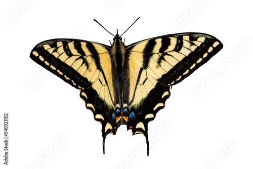 Fototapeta Naklejka Na Ścianę i Meble -  Western Tiger Swallowtail Photo, on a Transparent PNG Background