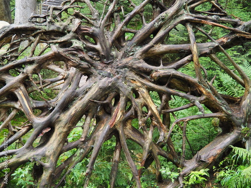 uprooted tree roots
