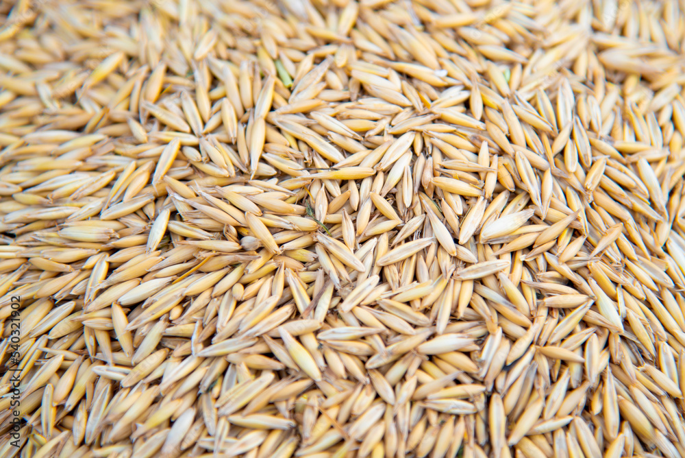 Barley grains. Background. Meal. Harvest. Summer.