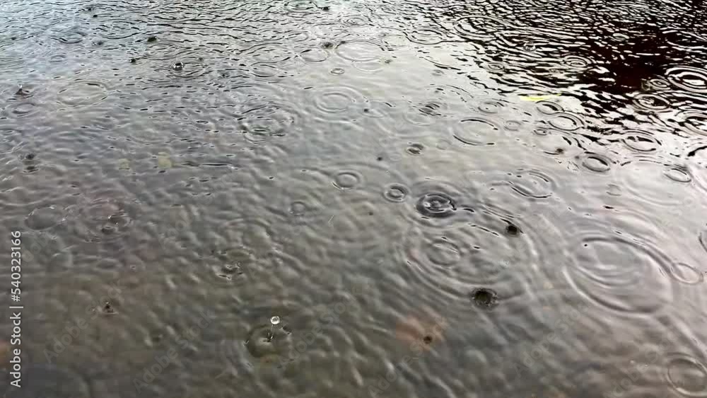 Rain drips into the clear water of the pond. The raindrops create ripples on the surface of the water. A red maple leaf floats downstream. Autumn scene. Rain drips into the clear water of the pond. The raindrops create ripples on the surface of the water. A red maple leaf floats downstream. Autumn scene.