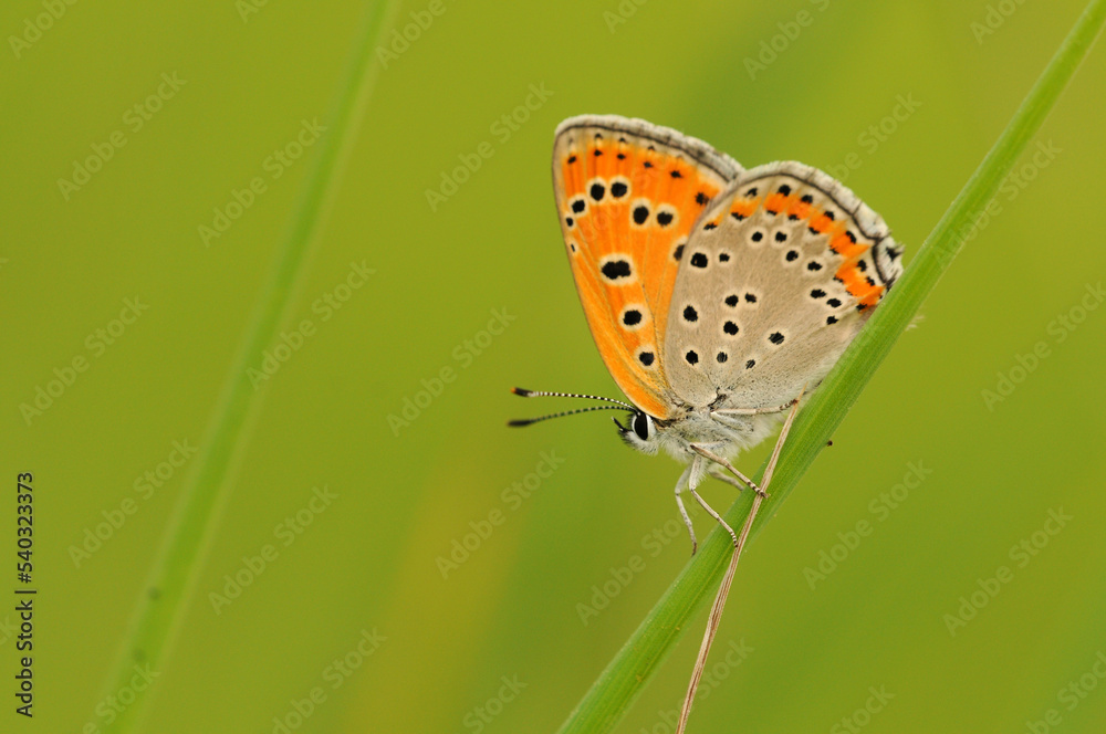 custom made wallpaper toronto digitalA male lesser fiery copper butterfly