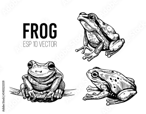 Obraz na płótnie Frog sketch. Hand drawn vector illustration w salonie