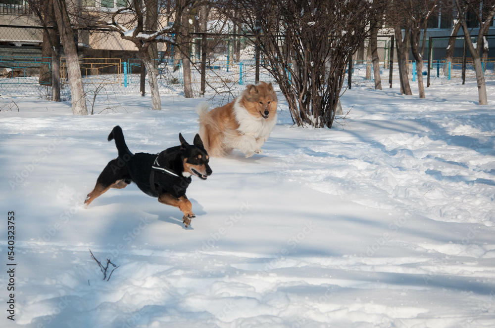 dogs collie run play in winter outdoor. collie dog playing in snowy winter. playful collie dogs outside