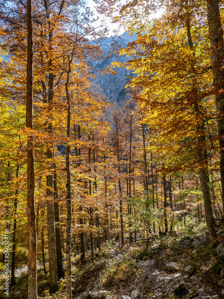 Colorful trees in Logar valley, Slovenia