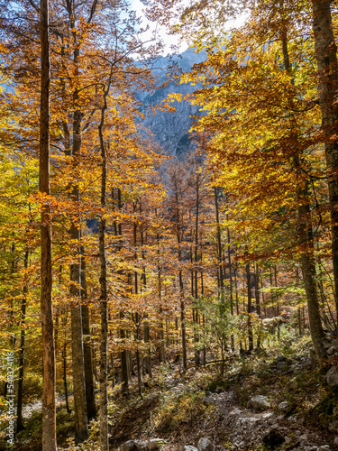 Colorful trees in Logar valley, Slovenia