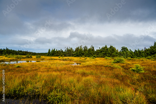 Marsh in Cape Breton HIghlands Mational Park